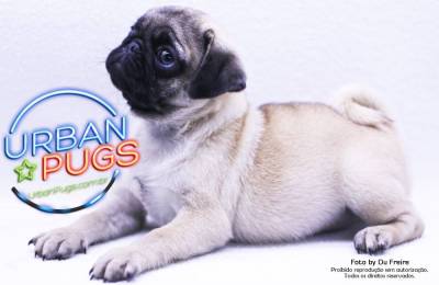 filhotes de pug