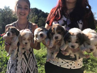 Filhotes de Beagle para companhia e Exposio