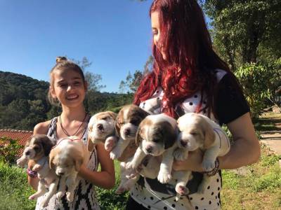 Filhotes de Beagle para companhia e Exposio