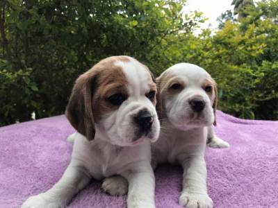 Filhotes de Beagle para companhia e Exposio