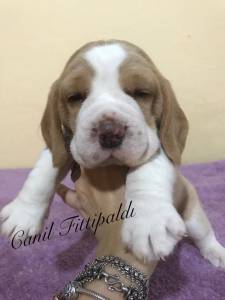 Filhotes de Beagle para companhia e Exposio