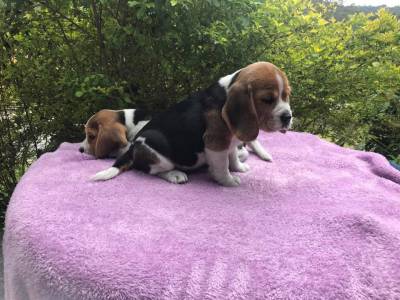 Filhotes de Beagle para companhia e Exposio