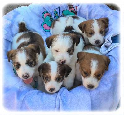 Vende - Jack Russell Terrier - Raa Pequena