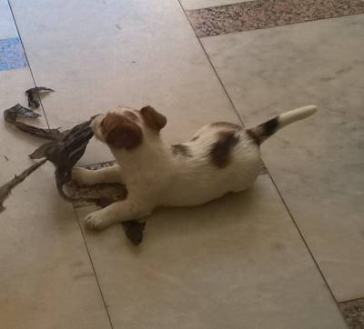 Macho - Jack Russell Terrier - Raa Pequena