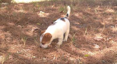 Macho - Jack Russell Terrier - Raa Pequena