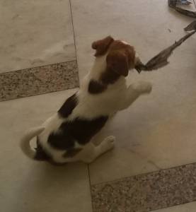 Fmea - Jack Russell Terrier - Raa Pequena