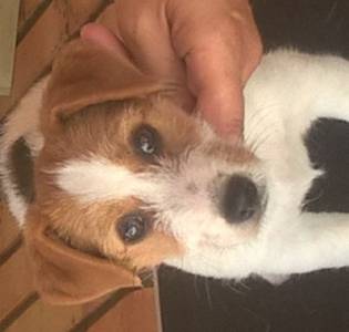 Fmea - Jack Russell Terrier - Raa Pequena
