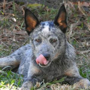 Blue Heeler