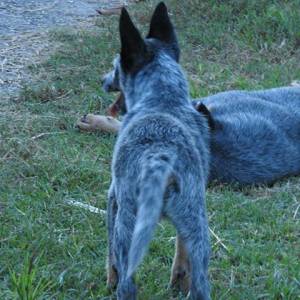 Blue Heeler