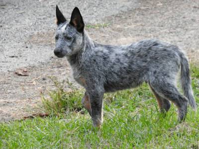 Blue Heeler