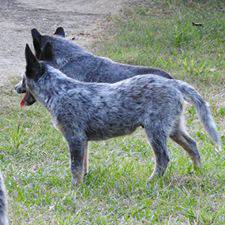 Blue Heeler