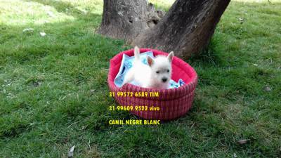 west highland white terrier filhotes