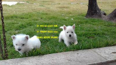 west highland white terrier filhotes