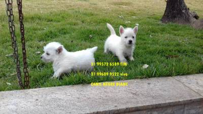 west highland white terrier filhotes