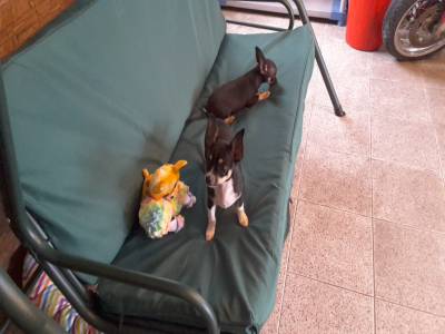 Chihuahuas machos com LOP