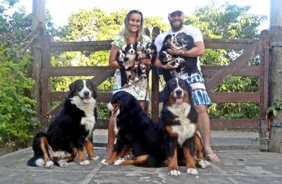 Lindos Filhotes de Bernese Mountain Dog