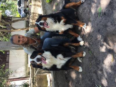 Lindos Filhotes de Bernese Mountain Dog