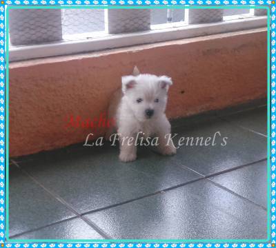 Filhotes de West Higland White Terrier