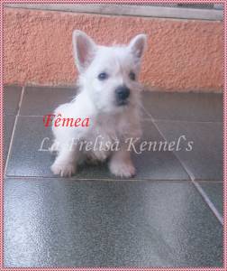 Filhotes de West Higland White Terrier