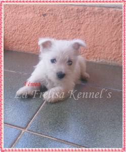 Filhotes de West Higland White Terrier