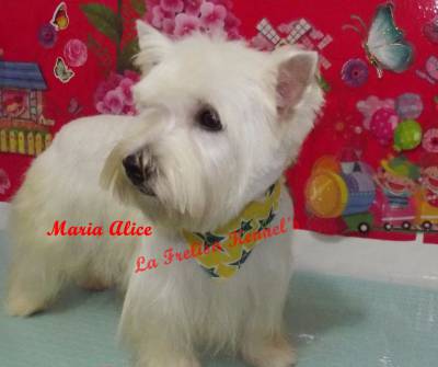 Filhotes de West Higland White Terrier