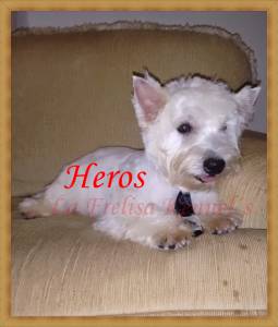 Filhotes de West Higland White Terrier