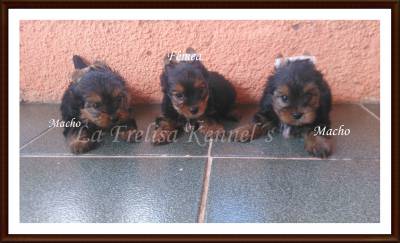 FILHOTES DE YORKSHIRE TERRIER