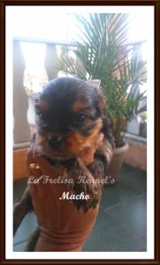 FILHOTES DE YORKSHIRE TERRIER