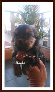 FILHOTES DE YORKSHIRE TERRIER