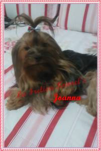 FILHOTES DE YORKSHIRE TERRIER