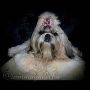Lindos Filhotes de Shih Tzu Linhagem de Campeões