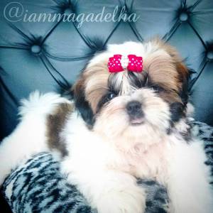Lindos Filhotes de Shih Tzu Linhagem de Campeões