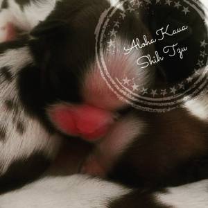 Lindos Filhotes de Shih Tzu Linhagem de Campeões