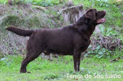 Labrador Chocolate disponível para cruzas Labrador Chocolate disponível para cruzas
