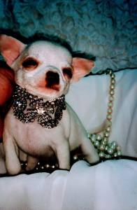 Chihuahua Super mini pelo curto Belssima