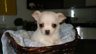 Chihuahua Super mini pelo curto Belssima