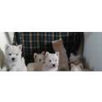 West Highland White Terrier Westies Lindos Filhotes
