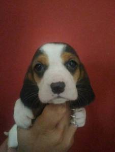 Basset Hound