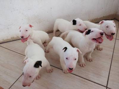 BuLL TERRIER