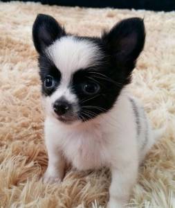 CHIHUAHUA PELO LONGO