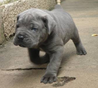 CANE CORSO