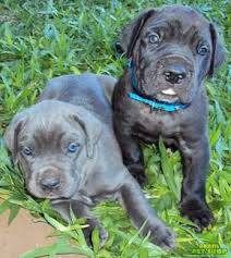 CANE CORSO