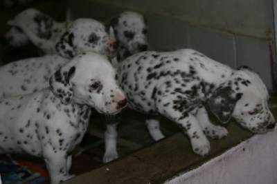 DALMATA