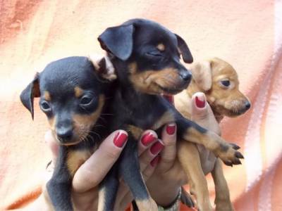 PINSCHER