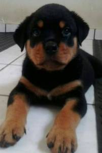 ROTTWEILER