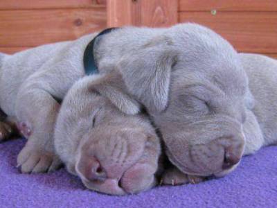 WEIMARANER