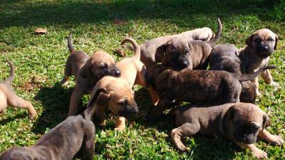 FILA BRASILEIRO