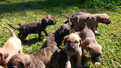 FILA BRASILEIRO