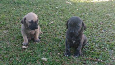 FILA BRASILEIRO