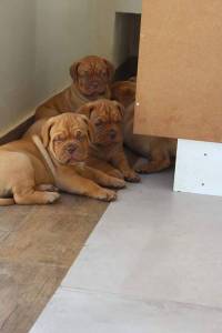 DOGUE DE BORDEAUX